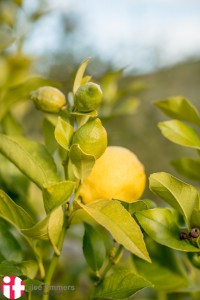 Our own lemon tree.          