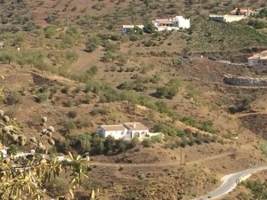 Amarey from across the road